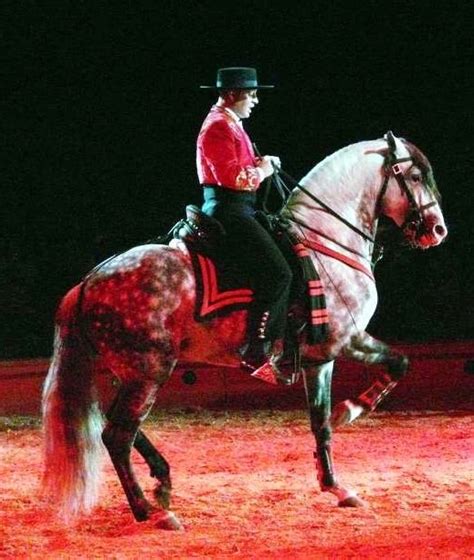 Circus horse | Horses, Horse rider, Show horses