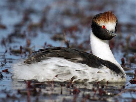 Hooded Grebe - eBird | Animals wild, Animals, Bizarre animals