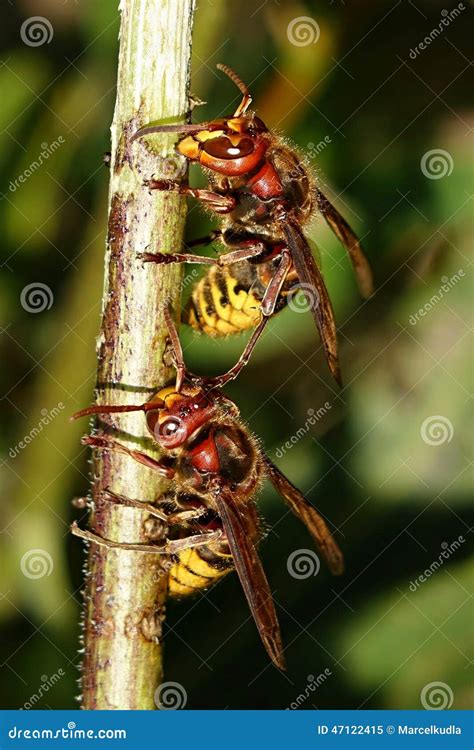 Vespa crabro stock image. Image of pair, predator, animal - 47122415