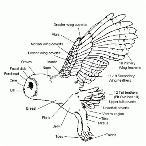 owl diagram | Barn owl, Owl, Owl facts