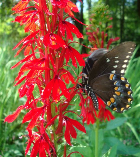 Lobelia cardinalis