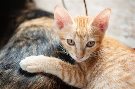 Premium Photo | Kitten sleeps behind her mother