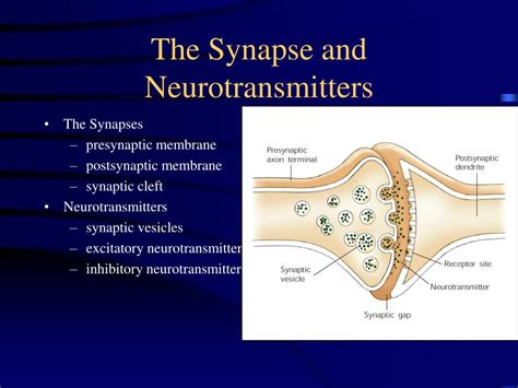 PPT - Behavioral Neuroscience PowerPoint Presentation, free download - ID:1755508