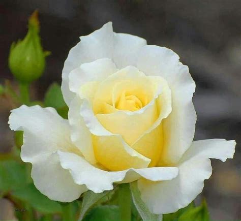 yellow hybrid tea roses bushes #Hybridtearoses | Гибридные чайные розы, Чайные розы, Красивые розы