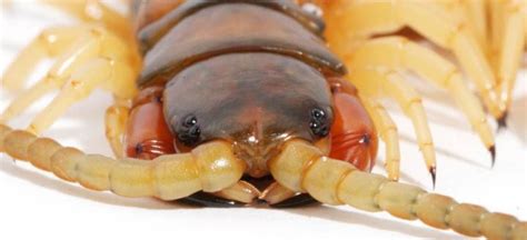 Spider and centipede venom evolved from insulin-like hormone | (e) Science News