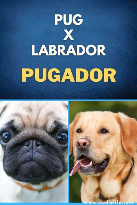 What Is A Pugador Dog – Pug Lab Mix [With Photos] - Oodle Life