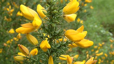 Facts about Gorse in New Zealand - The Hedge Cutter