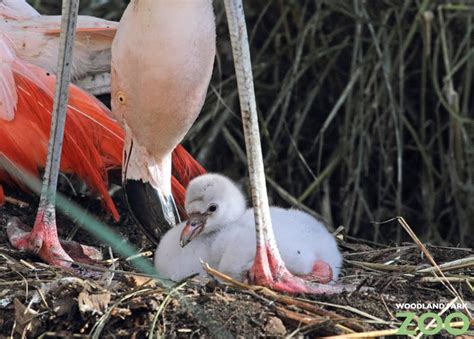 Woodland Park Zoo Blog: Flamingo chicks hatch on exhibit