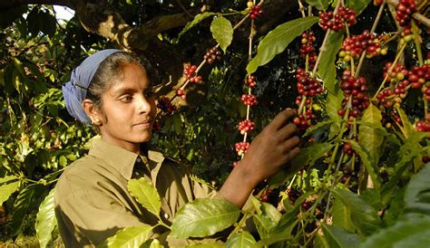 Karnataka Coorg visit Kodagu coffee plantations