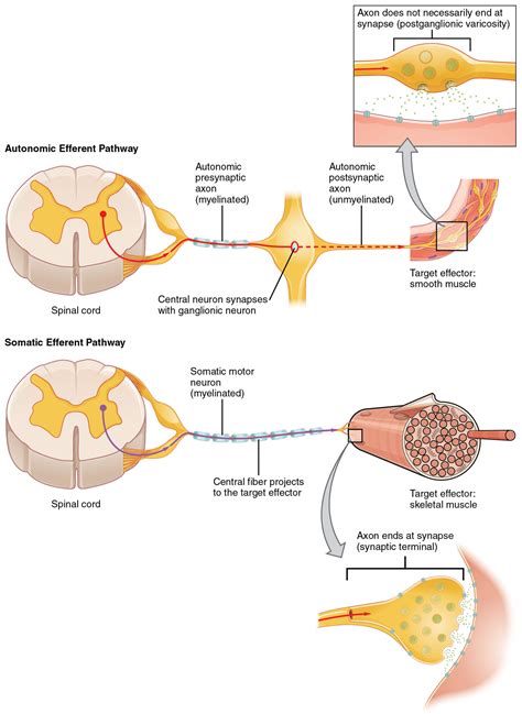 Autonomic Nervous System Spinal Cord