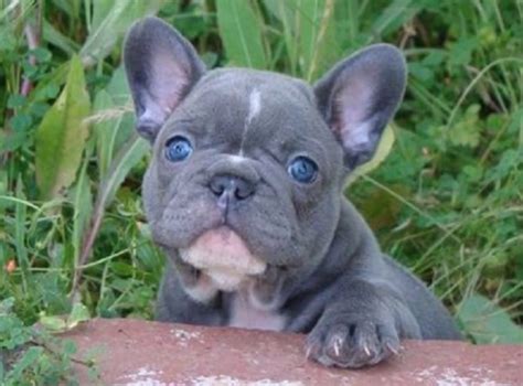 Do French Bulldogs Have Blue Eyes