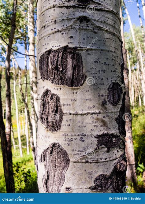 Aspen Tree Bark Stock Photo - Image: 49568840