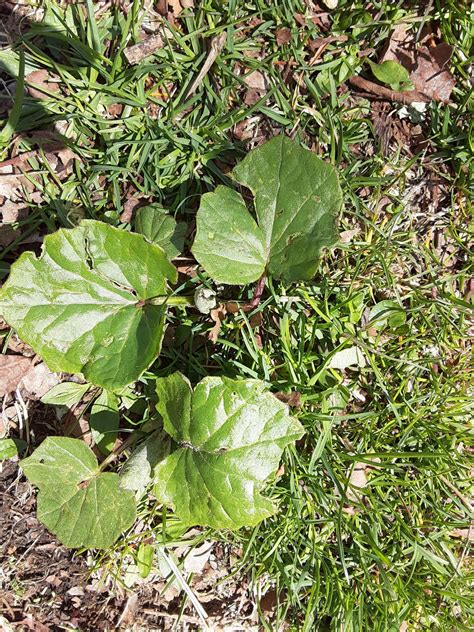 Early-coltsfoot-leaves - Northcentral Pennsylvania Conservancy