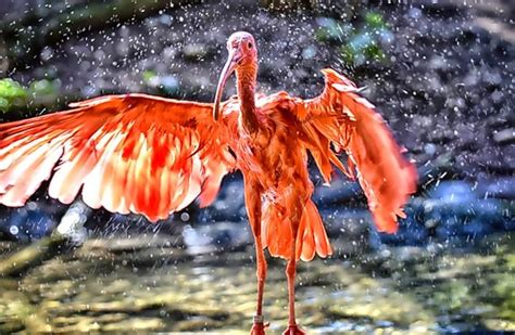 Scarlet Ibis - Description, Habitat, Image, Diet, and Interesting Facts