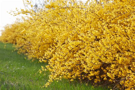 Trees and Shrubs That Sucker Often