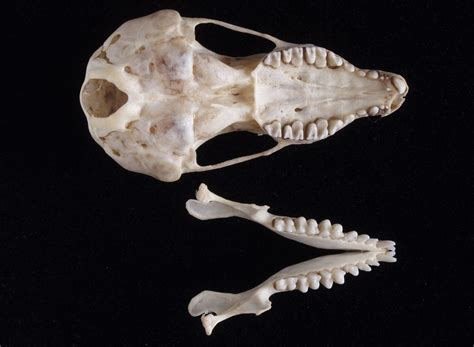 Shown here is the skull of a Common Mole (Scalopus aquaticus), an insectivore. Learn more at ...