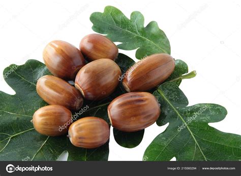 Acorns Seeds Holm Oak Tree — Stock Photo © Manka #215560294