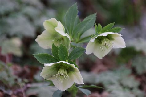 Hellebore Flower Garden - Free photo on Pixabay