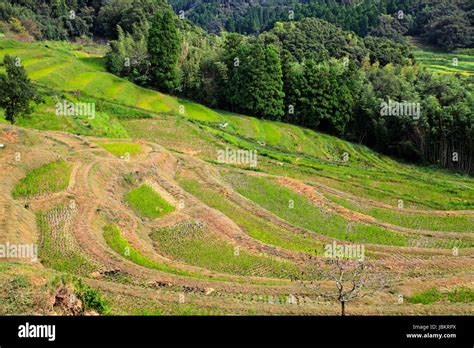 Oyama-Senmaida Terraced Rice Field Kamogawa city Chiba Japan Stock Photo - Alamy