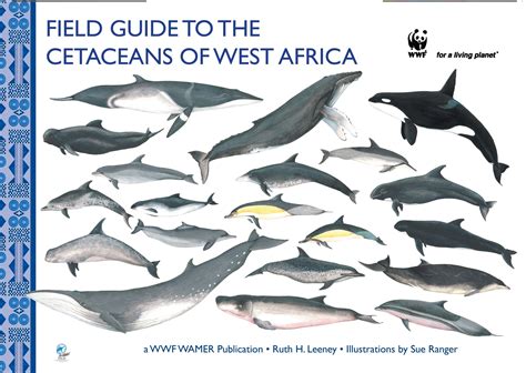 FIELD GUIDE TO THE CETACEANS OF WEST AFRICA | WWF