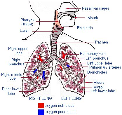 Human&Animal Anatomy and Physiology Diagrams: lungs and pulmonary system