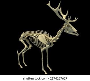 Skeleton Of A Deer With The Black Background: Over 1,010 Royalty-Free ...