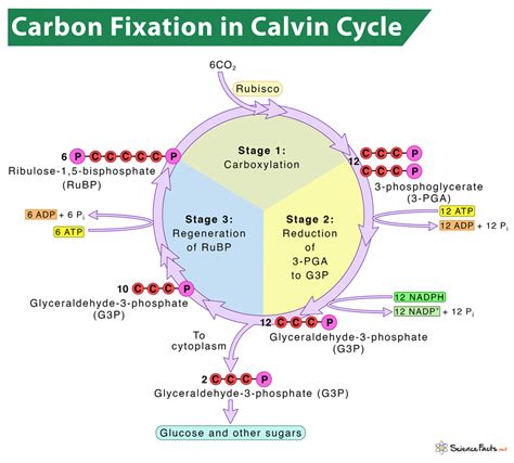 Carbon Fixation in Photosynthesis: Definition and Process