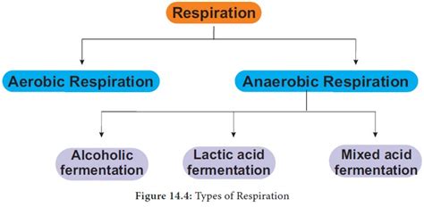 Types of Respiration in Plant