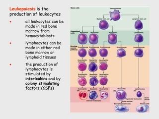 Leukopoiesis formation of white blood cell | PPT