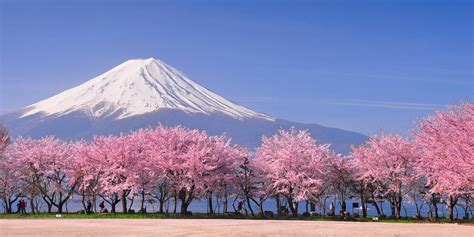 Japanese cherry blossom: 12 unusual things you should know