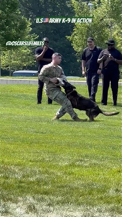 U.S Army K-9 in Action - YouTube