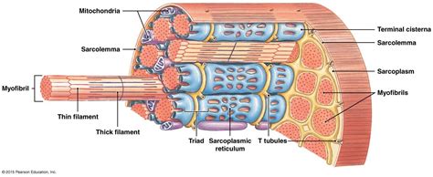 The Structure of a skeletal Muscle fiber | Biology lessons, Medical ...