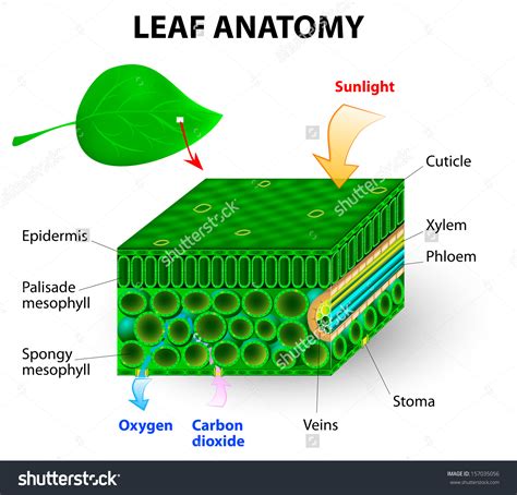 Cool Leaf Structure Diagram Labeled References - Bigmantova