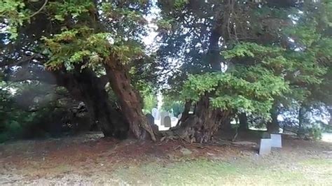 The Llangernyw Very Old Yew Tree. 4500 Years Old in North Wales GB. - YouTube