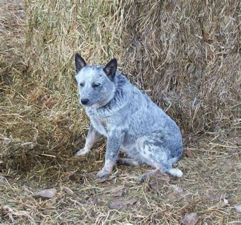 (6) Heeler colors | Cattle dogs rule, Aussie cattle dog, Heeler