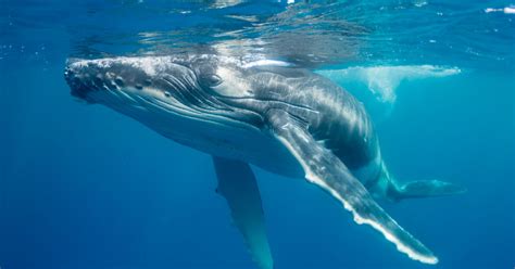 NOAA Removes Most Humpback Whales From Endangered Species List | HuffPost