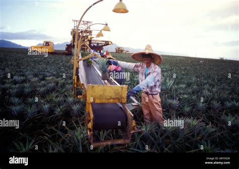 Pineapple workers and harvesting machine in the Dole pineapple fields ...