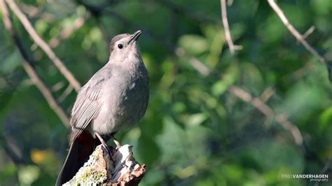 Cat Bird Catbird Call - Cat Meme Stock Pictures and Photos