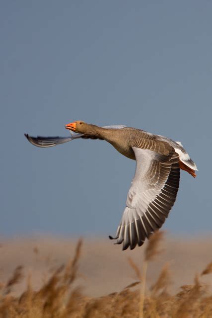 Greylag Goose | BirdForum