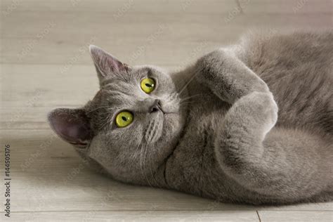 Portrait of a british shorthair cat with expressive green eyes, that's laying on the floor ...