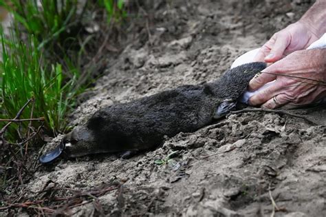 Platypus returns to Australian national park for first time in half a ...