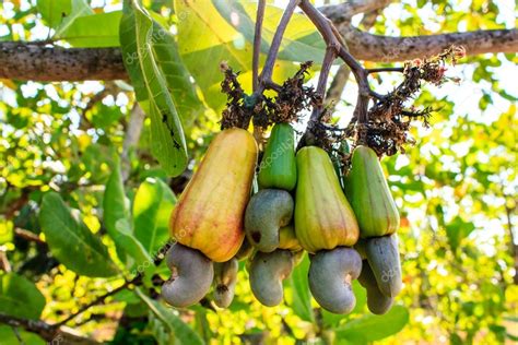 Cashew Tree Stock Photo by ©bannerwega 45306947