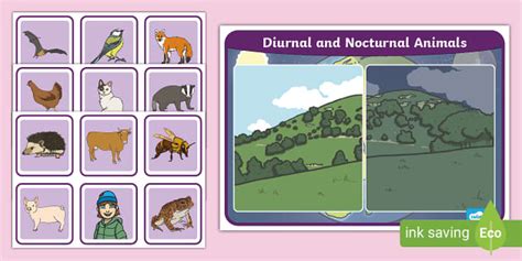 Nocturnal and Diurnal Animals Sorting Activity - Twinkl