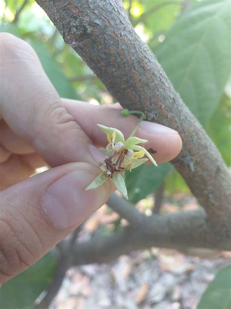 Unravelling the natural pollinating agents of cacao – The Applied Ecologist