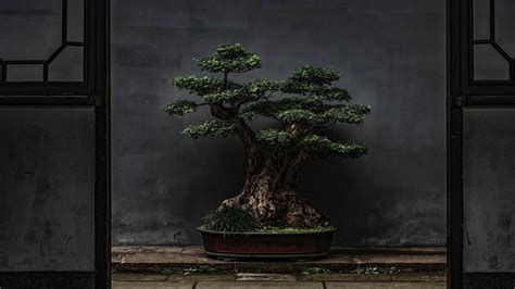 Download wallpaper 3840x2160 bonsai, tree, plant, decorative, door 4k ...