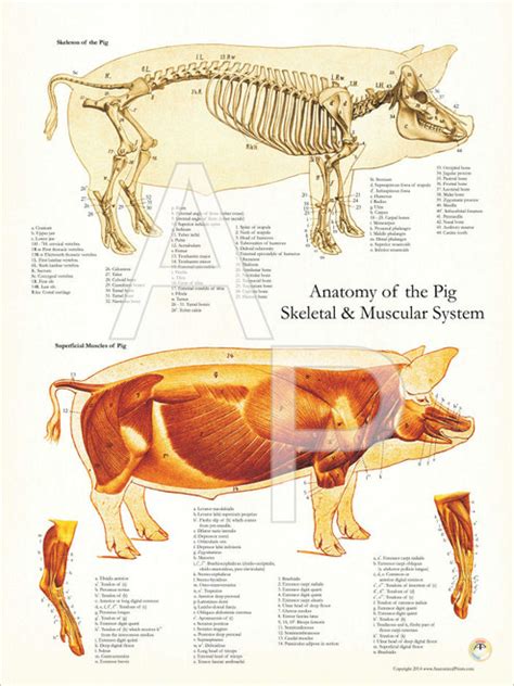 Pig Muscle and Skeletal Poster - Clinical Charts and Supplies