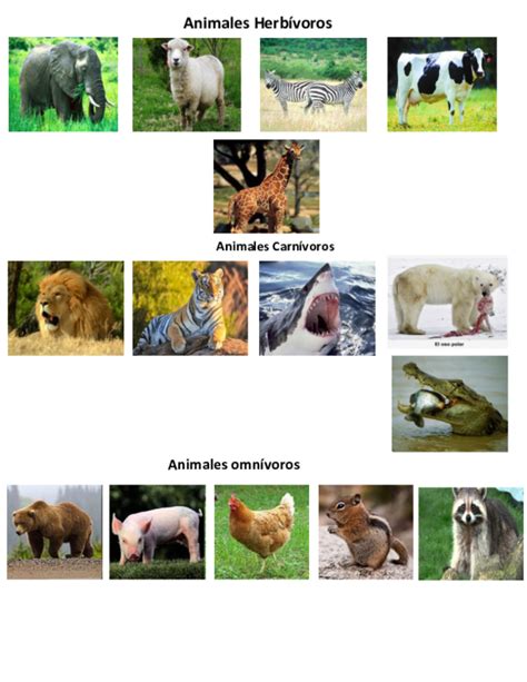 Imágenes De Animales Omnívoros Carnívoros Y Herbívoros