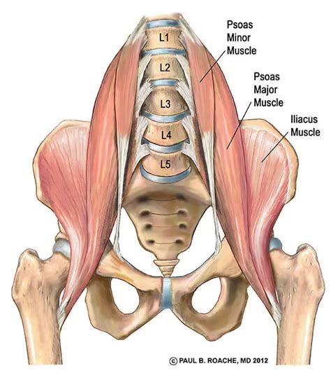 Understand Hip Anatomy Muscles for Yoga | Jason Crandell Yoga