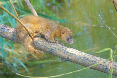 Yellow weasel stock photo. Image of tree, willow, siberian - 160083640