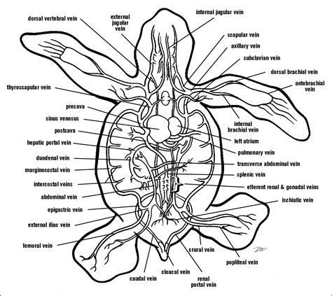 Turtle Circulatory System